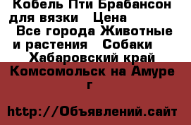 Кобель Пти Брабансон для вязки › Цена ­ 30 000 - Все города Животные и растения » Собаки   . Хабаровский край,Комсомольск-на-Амуре г.